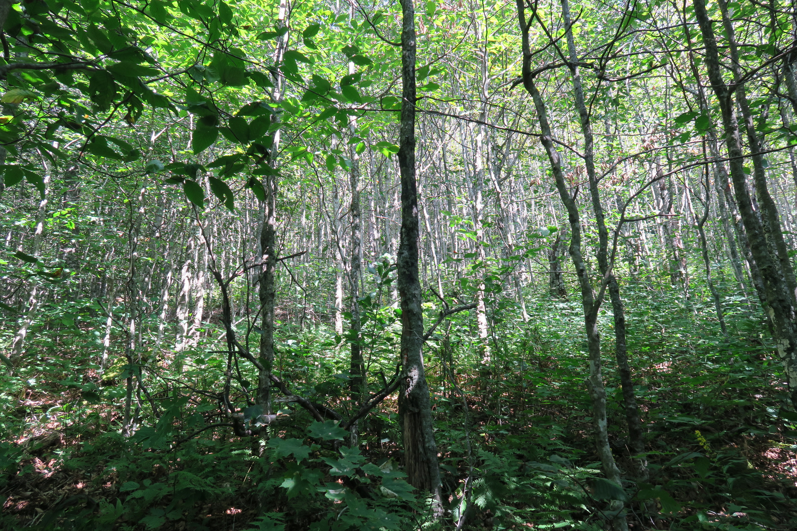 GRSM Accuracy Assessment. Plot Code: GRSM_AA_0847_3