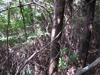 GRSM Accuracy Assessment. Plot Code: GRSM_AA_0410_5