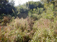 GRSM Accuracy Assessment. Plot Code: GRSM_AA_0463_6