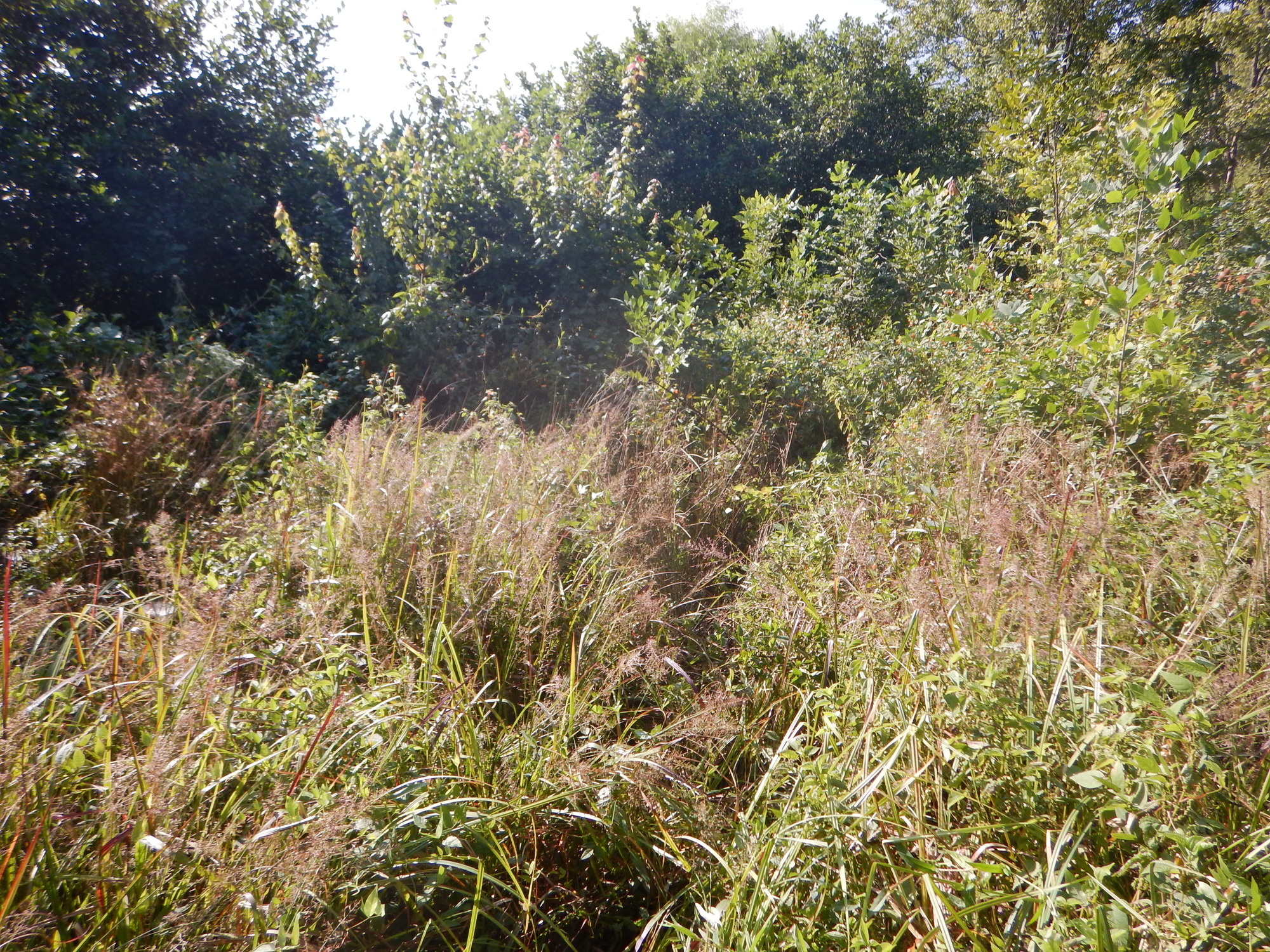 GRSM Accuracy Assessment. Plot Code: GRSM_AA_0463_6