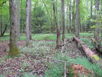 GRSM Accuracy Assessment. Plot Code: GRSM_AA_0350_4