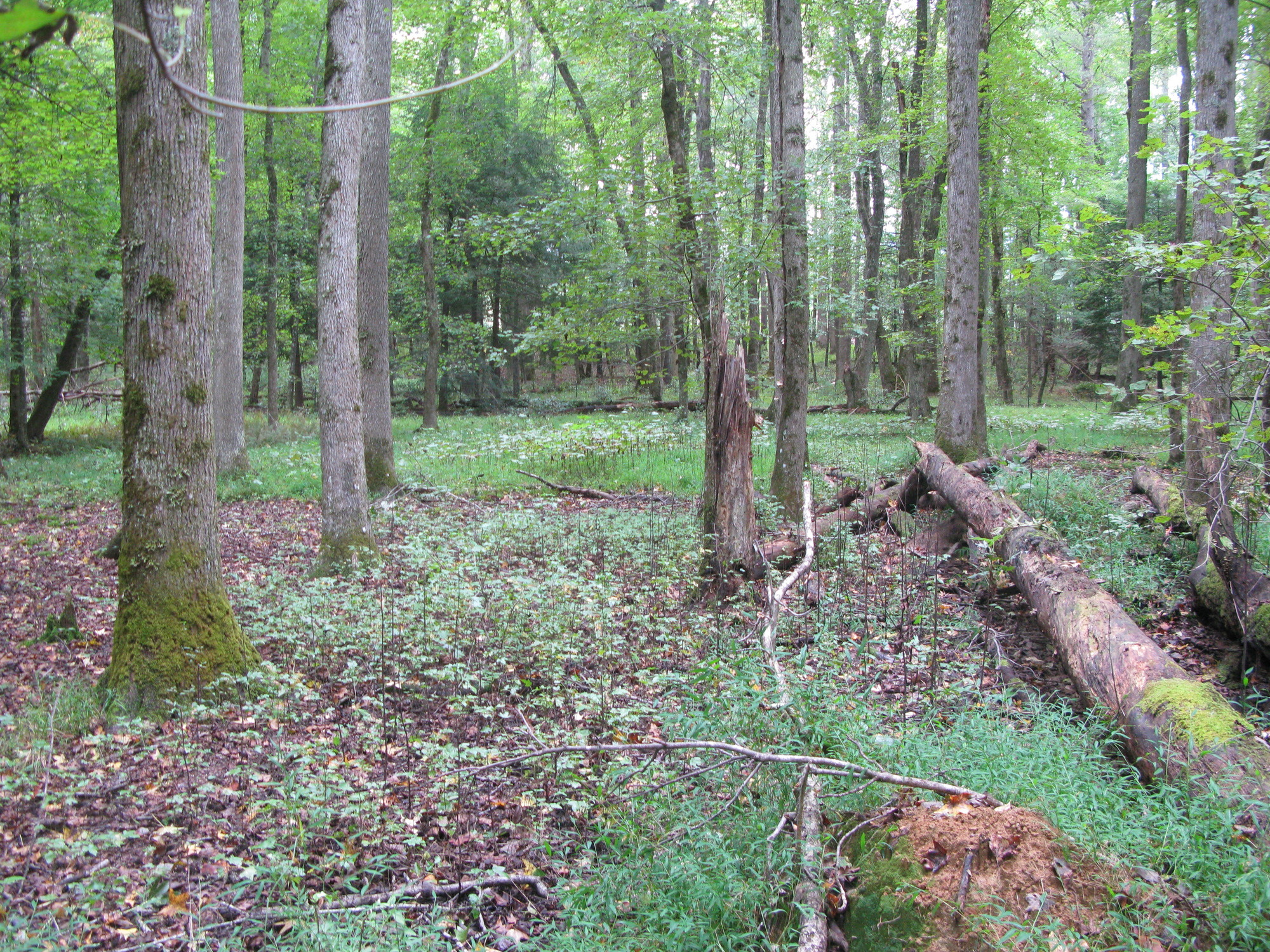 GRSM Accuracy Assessment. Plot Code: GRSM_AA_0350_4