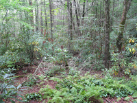 GRSM Accuracy Assessment. Plot Code: GRSM_AA_0117_2