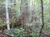 GRSM Accuracy Assessment. Plot Code: GRSM_AA_0033_5