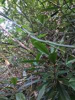 GRSM Accuracy Assessment. Plot Code: GRSM_AA_0278_5