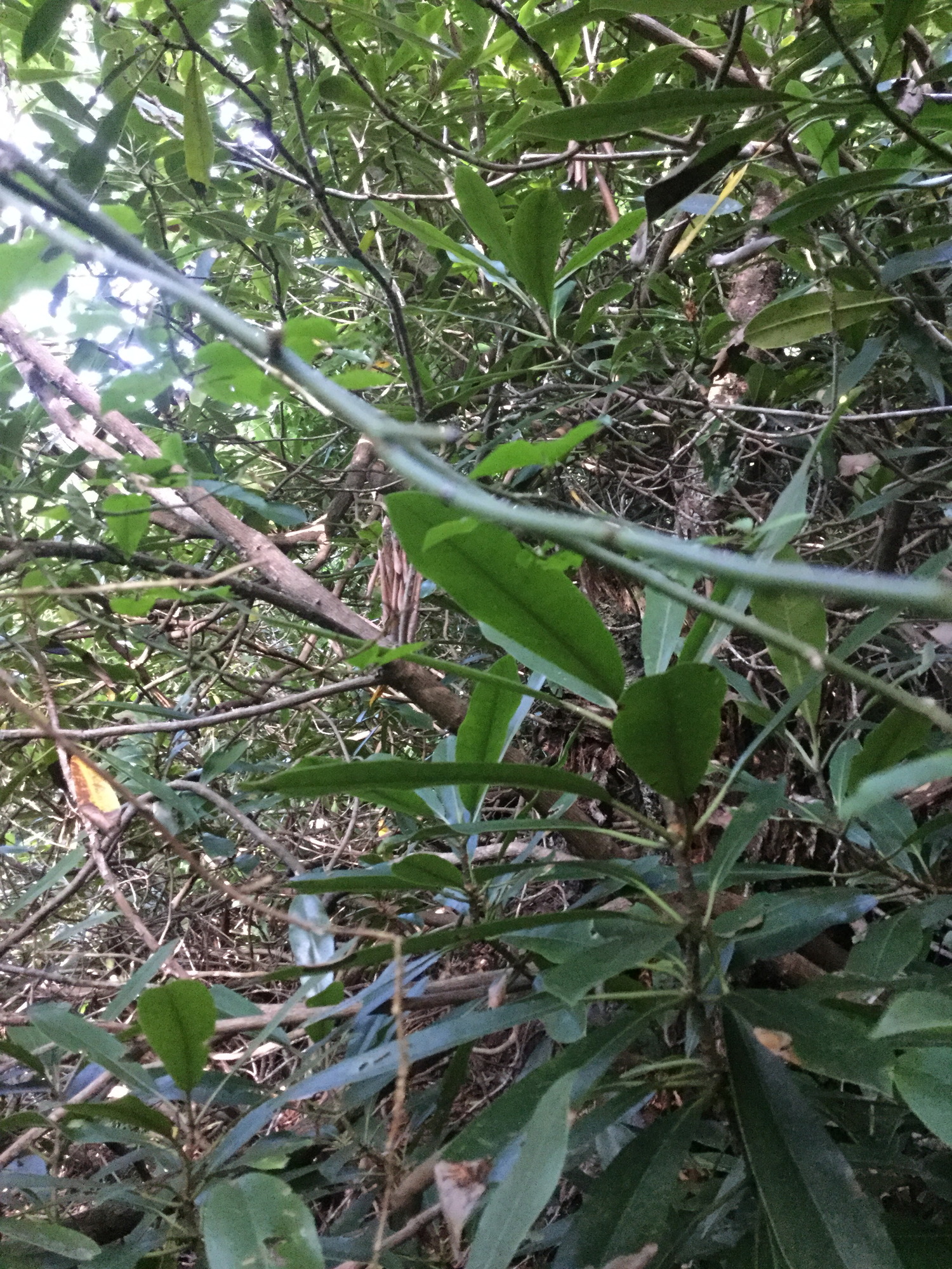 GRSM Accuracy Assessment. Plot Code: GRSM_AA_0278_5