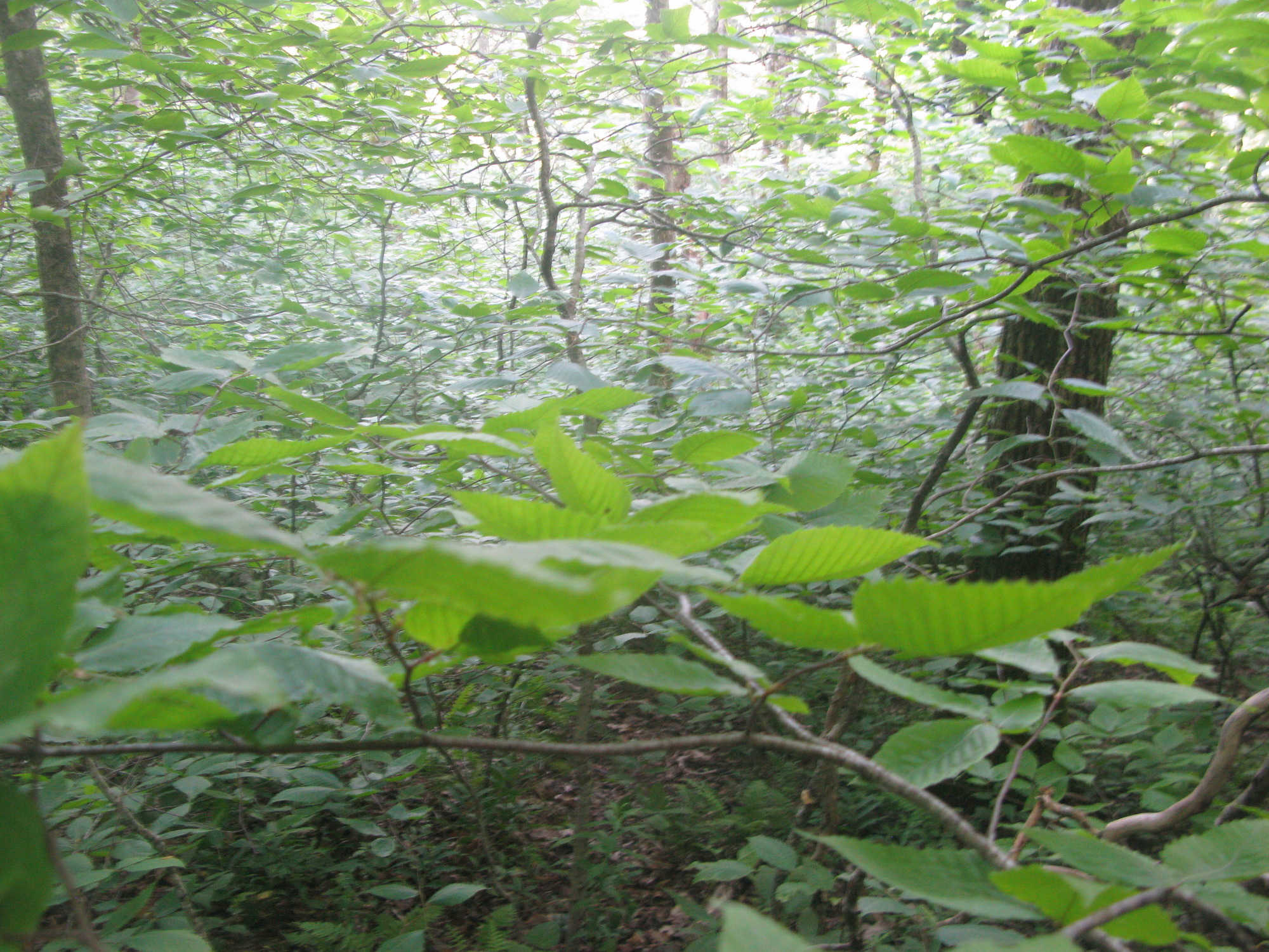 GRSM Accuracy Assessment. Plot Code: GRSM_AA_0559_5