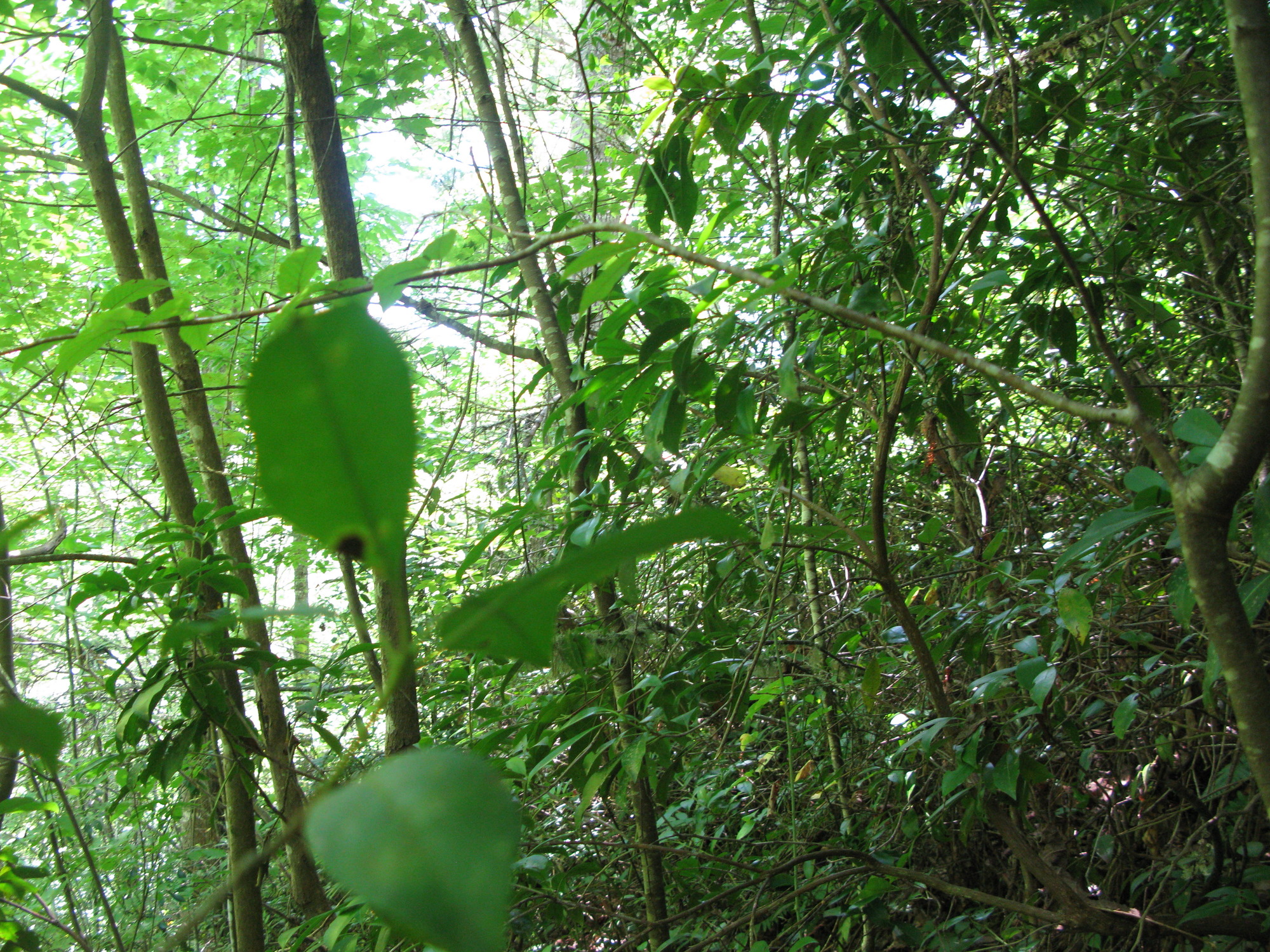 GRSM Accuracy Assessment. Plot Code: GRSM_AA_0271_4