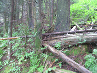 GRSM Accuracy Assessment. Plot Code: GRSM_AA_0142_2