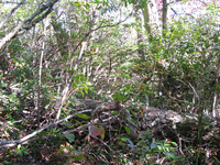 GRSM Accuracy Assessment. Plot Code: GRSM_AA_0323_6