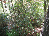 GRSM Accuracy Assessment. Plot Code: GRSM_AA_0269_4