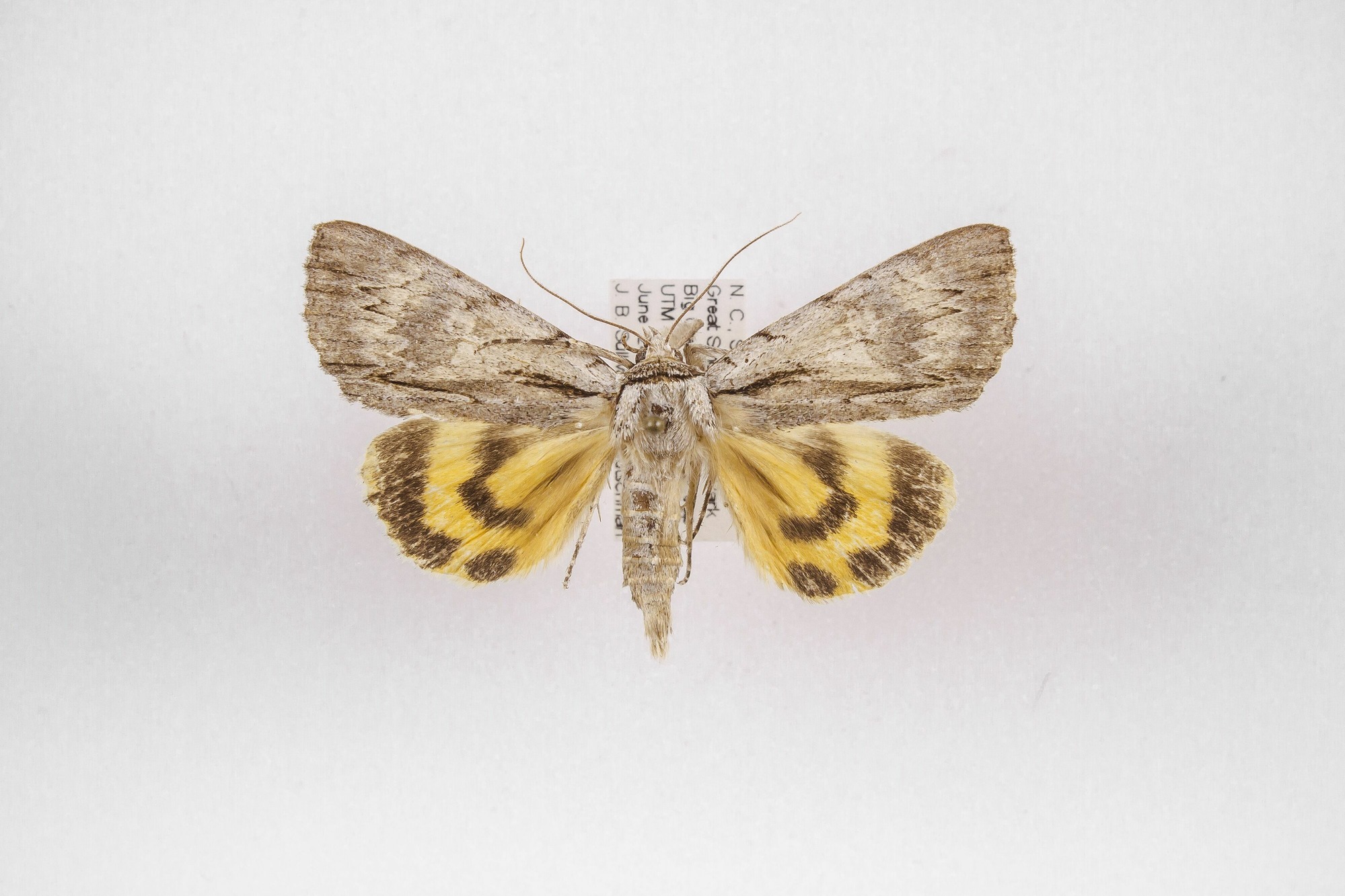 Image of Catocala clintoni, a species of Animalia