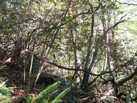 GRSM Accuracy Assessment. Plot Code: GRSM_AA_0325_6