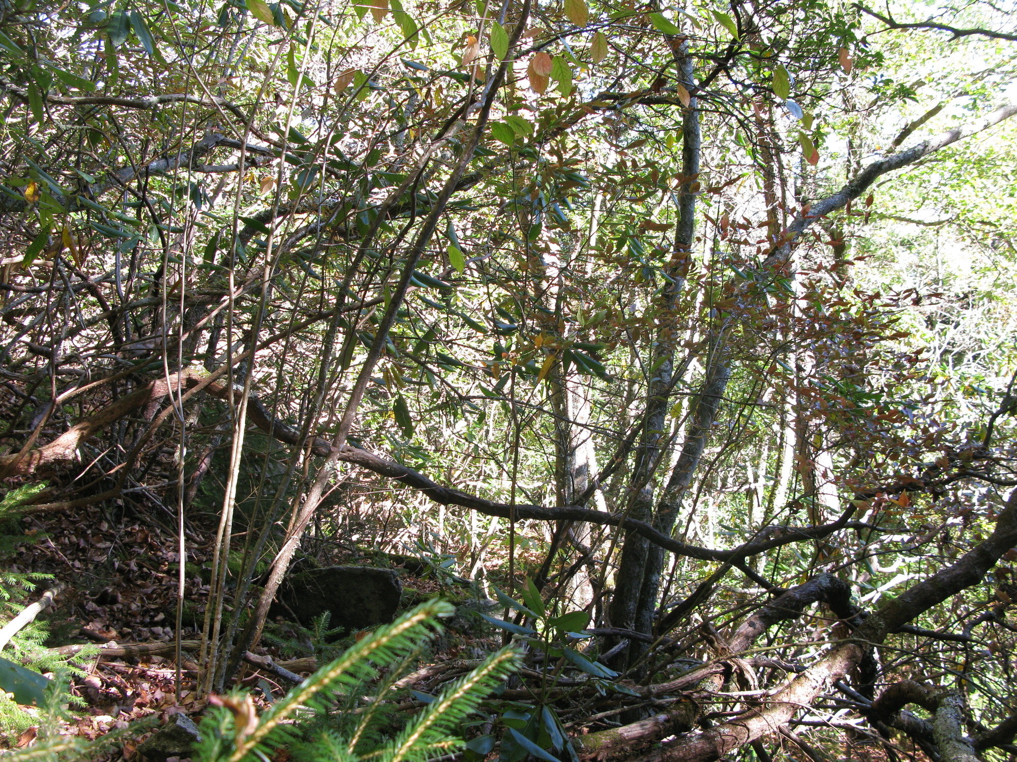 GRSM Accuracy Assessment. Plot Code: GRSM_AA_0325_6