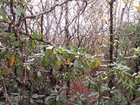 GRSM Accuracy Assessment. Plot Code: GRSM_AA_0121_4