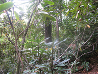 GRSM Accuracy Assessment. Plot Code: GRSM_AA_0655_5