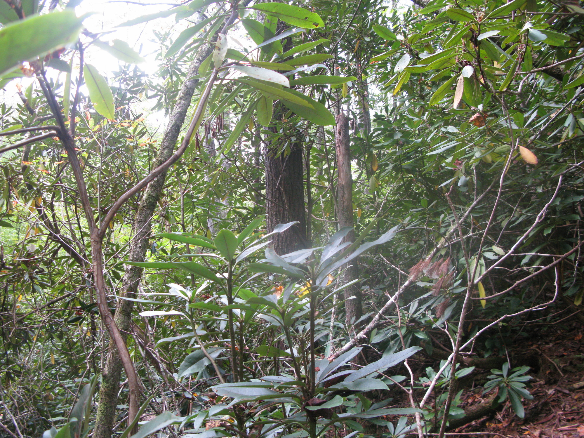 GRSM Accuracy Assessment. Plot Code: GRSM_AA_0655_5