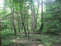 GRSM Accuracy Assessment. Plot Code: GRSM_AA_0872_4