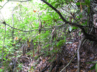 GRSM Accuracy Assessment. Plot Code: GRSM_AA_0266_5