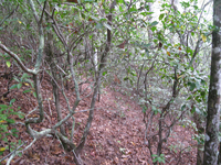 GRSM Accuracy Assessment. Plot Code: GRSM_AA_0184_3