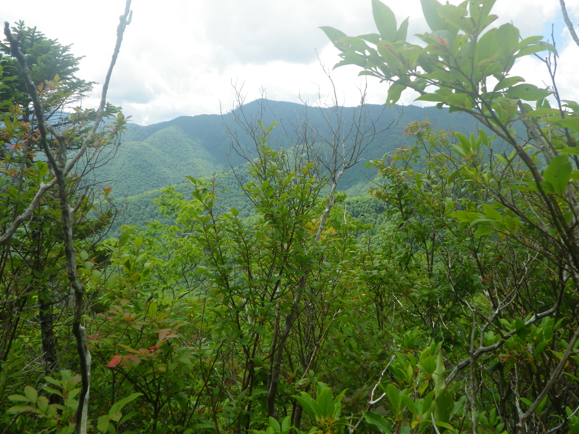 Plot Code: GRSM_AA_0611_4