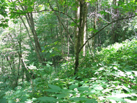 GRSM Accuracy Assessment. Plot Code: GRSM_AA_0852_6