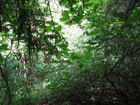 GRSM Accuracy Assessment. Plot Code: GRSM_AA_0972_2