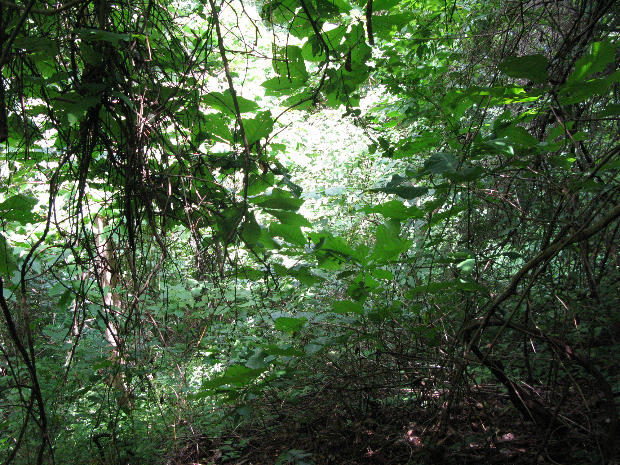 GRSM Accuracy Assessment. Plot Code: GRSM_AA_0972_2