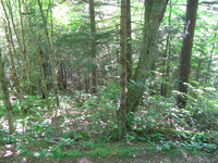 GRSM Accuracy Assessment. Plot Code: GRSM_AA_0094_5