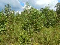 GRSM Accuracy Assessment. Plot Code: GRSM_AA_0720_3