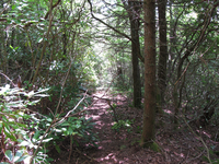 GRSM Accuracy Assessment. Plot Code: GRSM_AA_0367_4