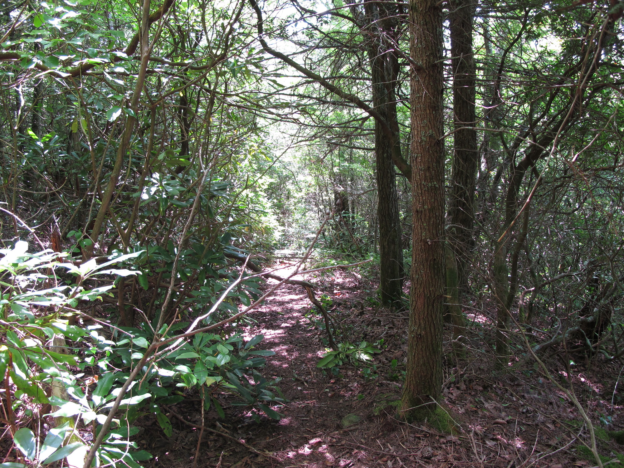 GRSM Accuracy Assessment. Plot Code: GRSM_AA_0367_4