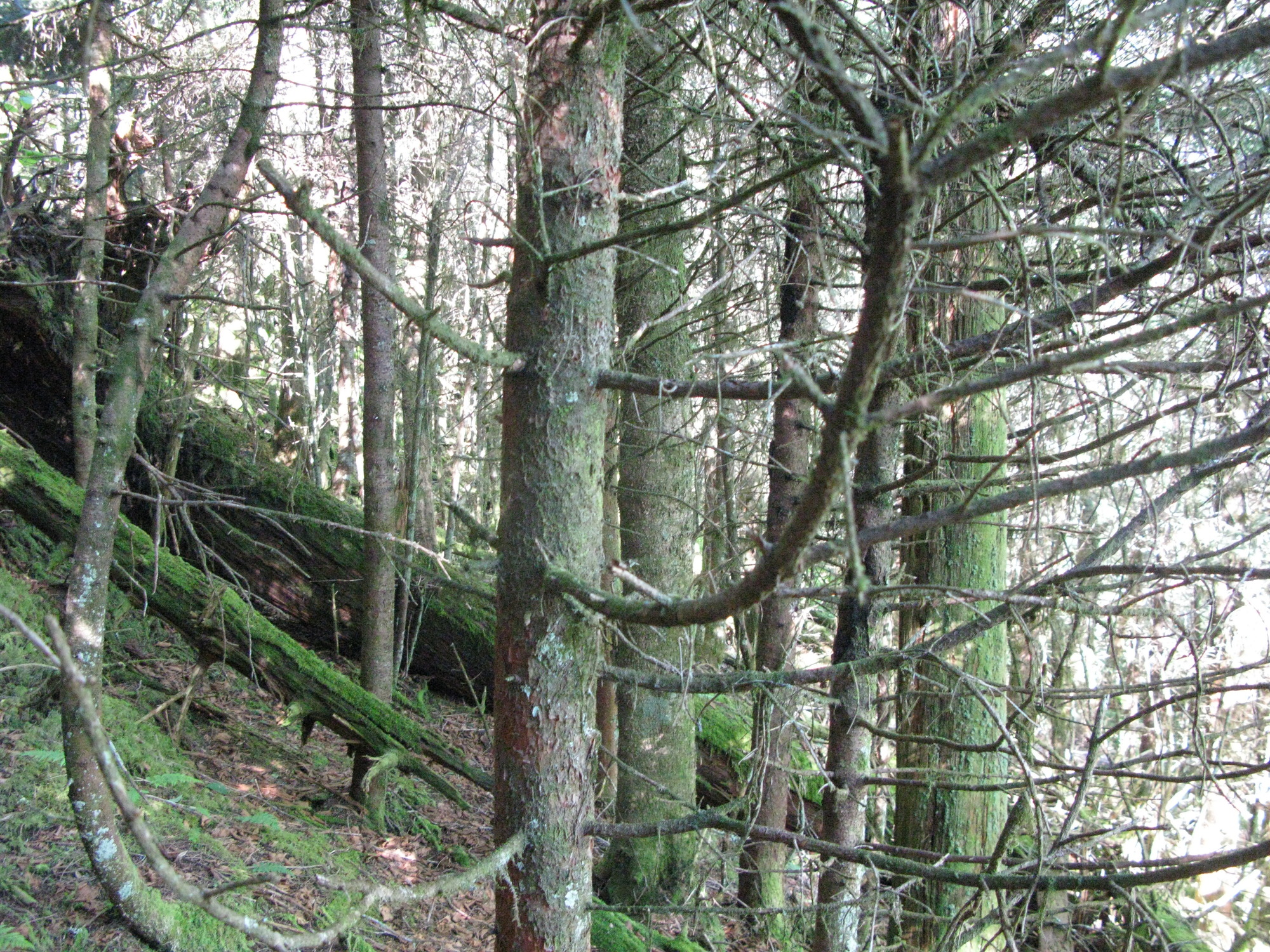 GRSM Accuracy Assessment. Plot Code: GRSM_AA_0402_5