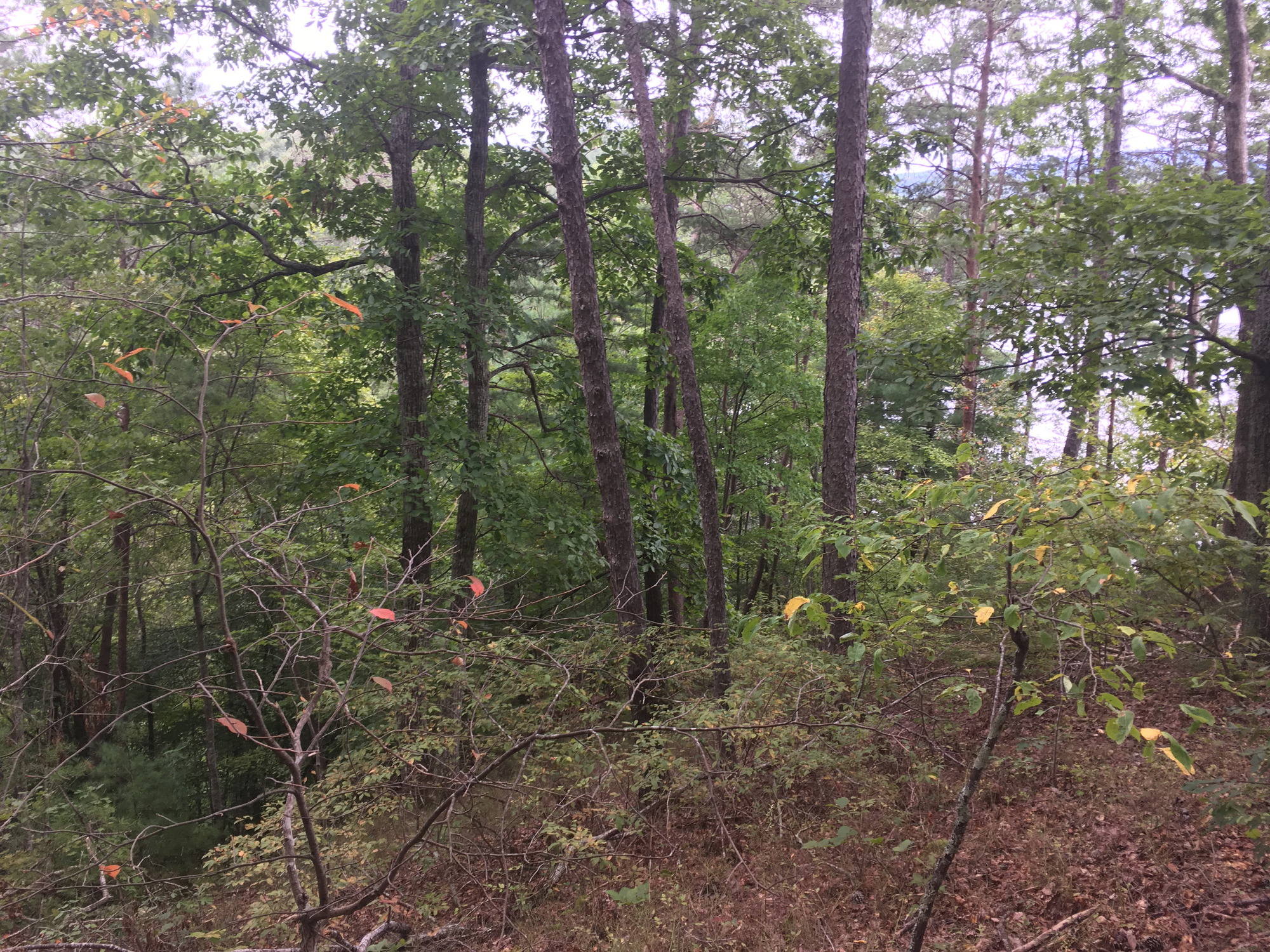 GRSM Accuracy Assessment. Plot Code: GRSM_AA_0433_3