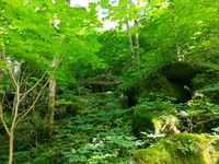 Plot Code: GRSM_AA_0457_6