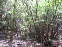 GRSM Accuracy Assessment. Plot Code: GRSM_AA_0011_4