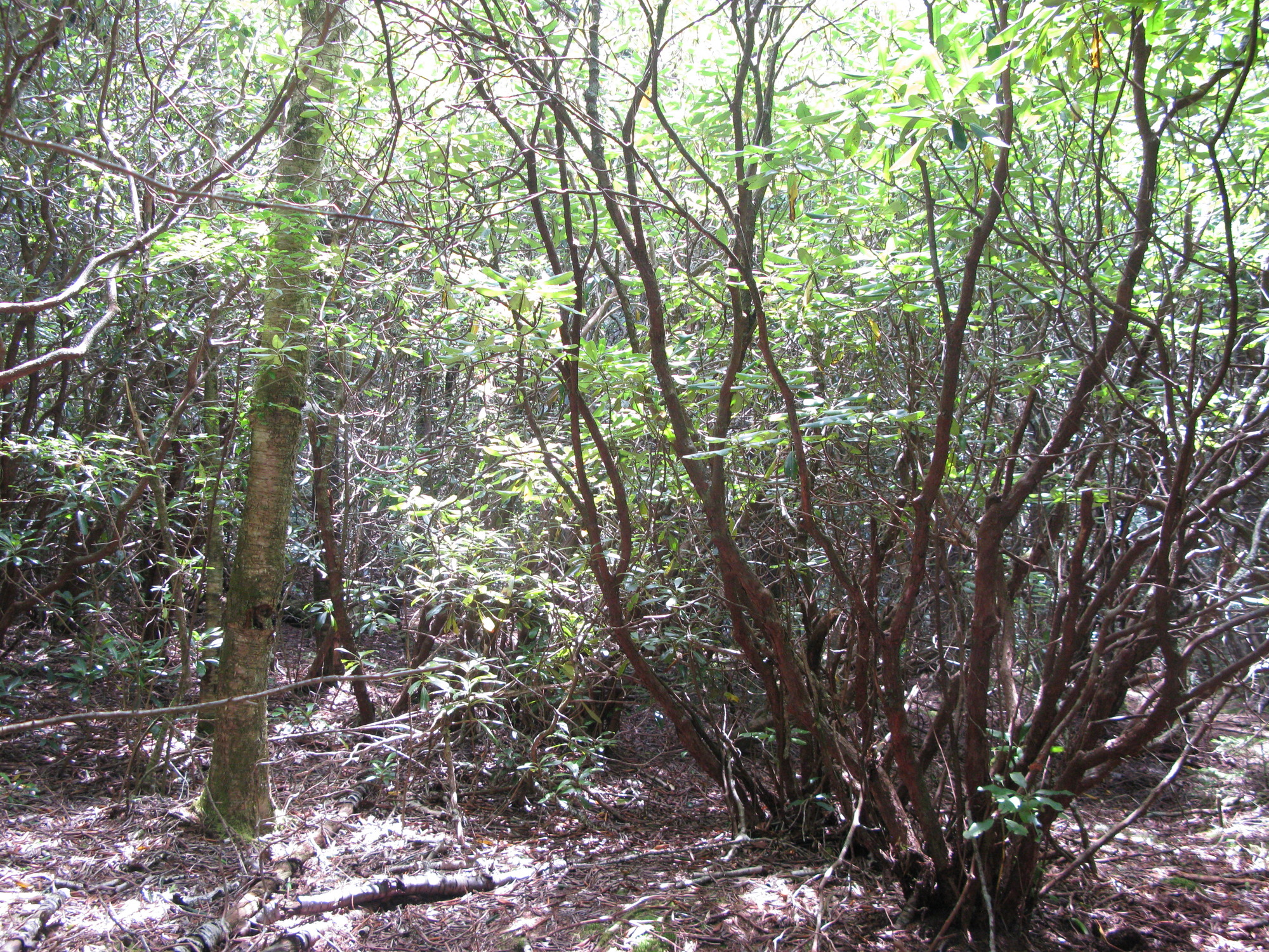 GRSM Accuracy Assessment. Plot Code: GRSM_AA_0011_4