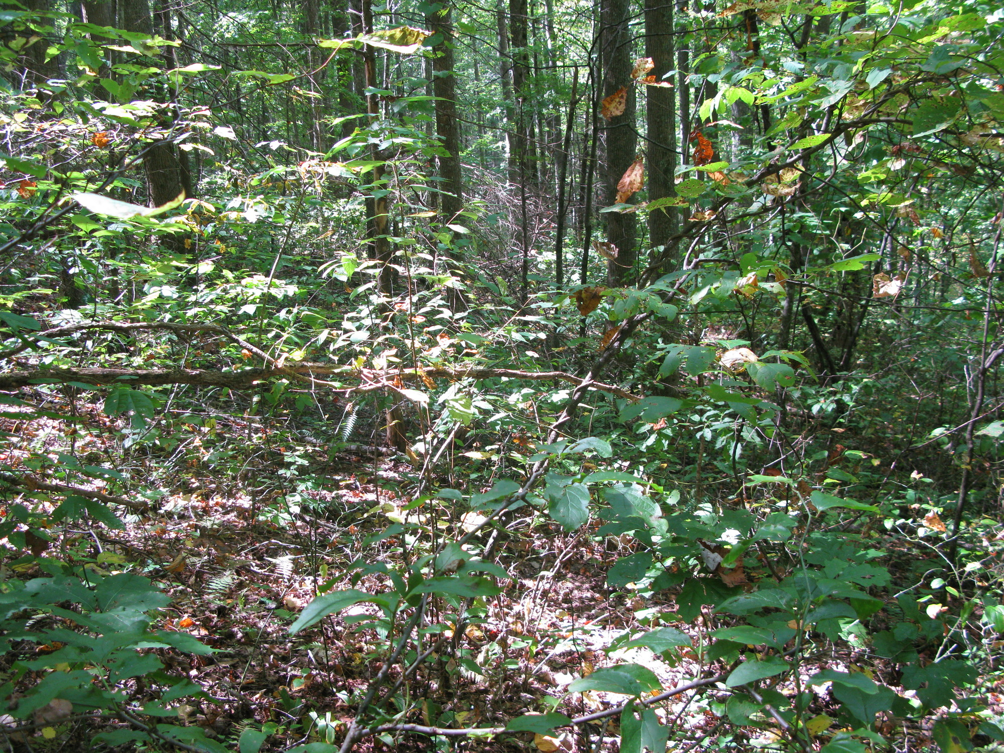 GRSM Accuracy Assessment. Plot Code: GRSM_AA_0065_5