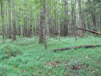 GRSM Accuracy Assessment. Plot Code: GRSM_AA_0350_5