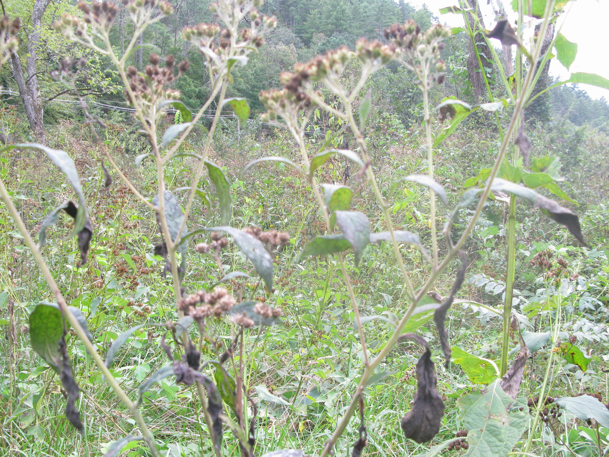 GRSM Accuracy Assessment. Plot Code: GRSM_AA_0407_4