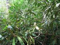 GRSM Accuracy Assessment. Plot Code: GRSM_AA_0198_3