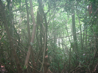 GRSM Accuracy Assessment. Plot Code: GRSM_AA_0793_2