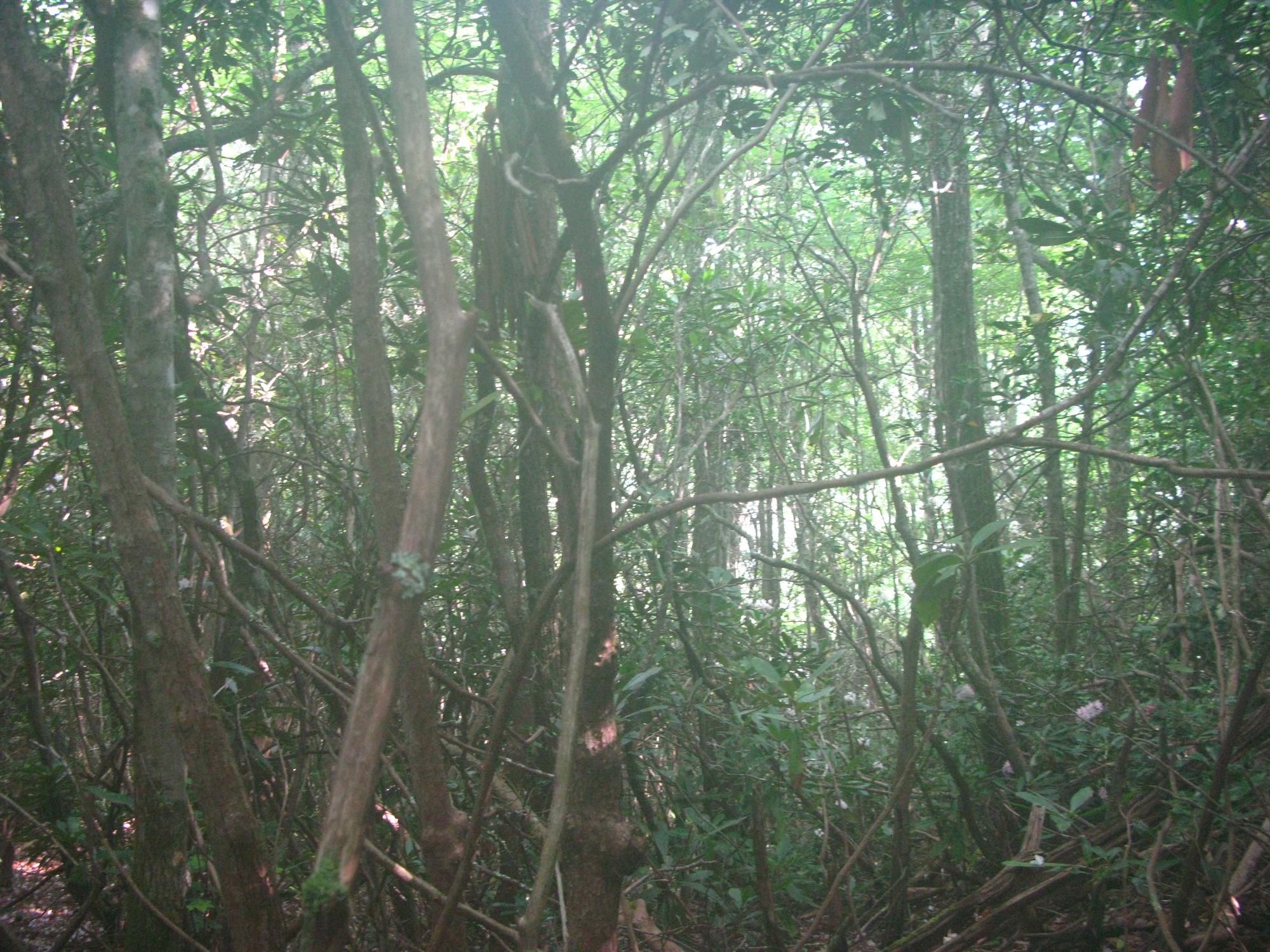 GRSM Accuracy Assessment. Plot Code: GRSM_AA_0793_2