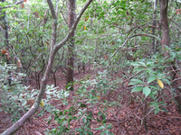 GRSM Accuracy Assessment. Plot Code: GRSM_AA_0184_4