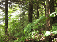 Plot Code: GRSM_AA_0582_6