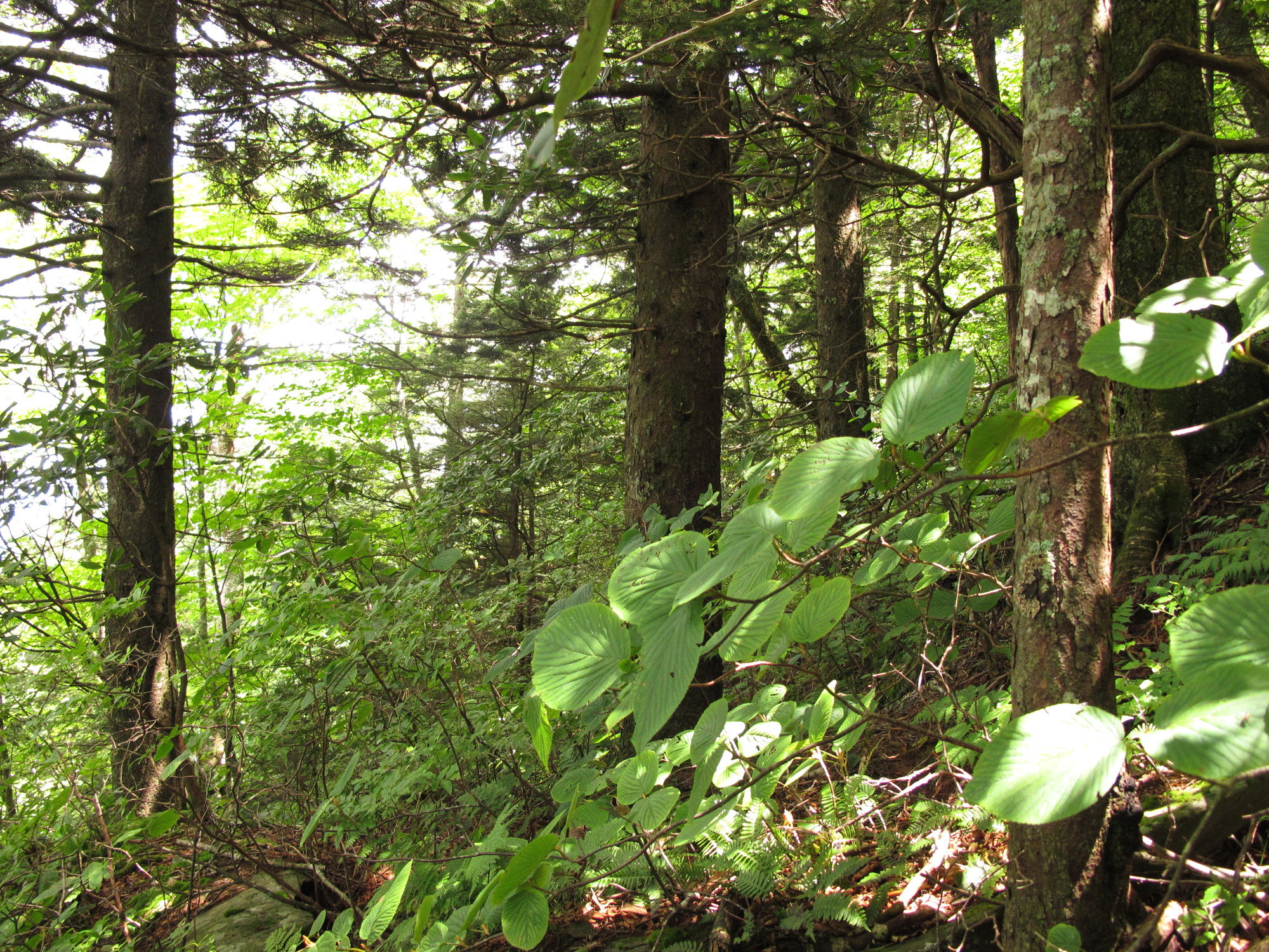 Plot Code: GRSM_AA_0582_6