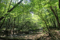 GRSM Accuracy Assessment. Plot Code: GRSM_AA_0789_4