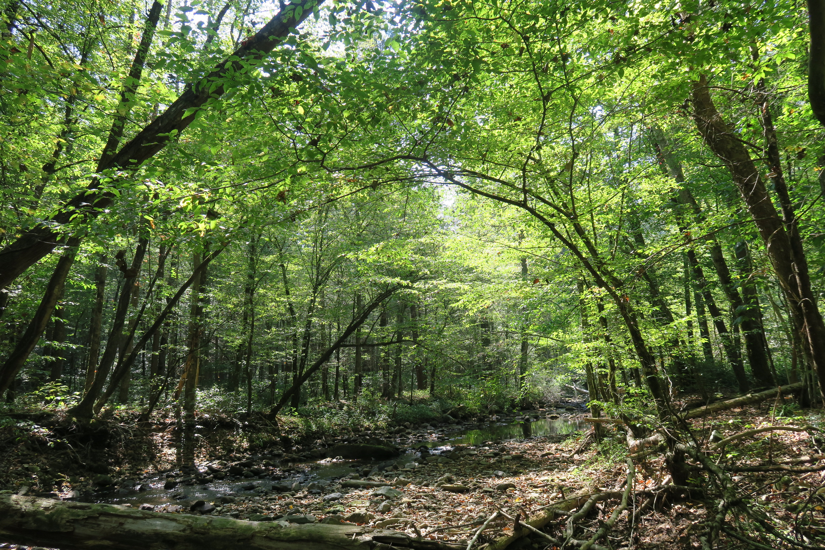 GRSM Accuracy Assessment. Plot Code: GRSM_AA_0789_4