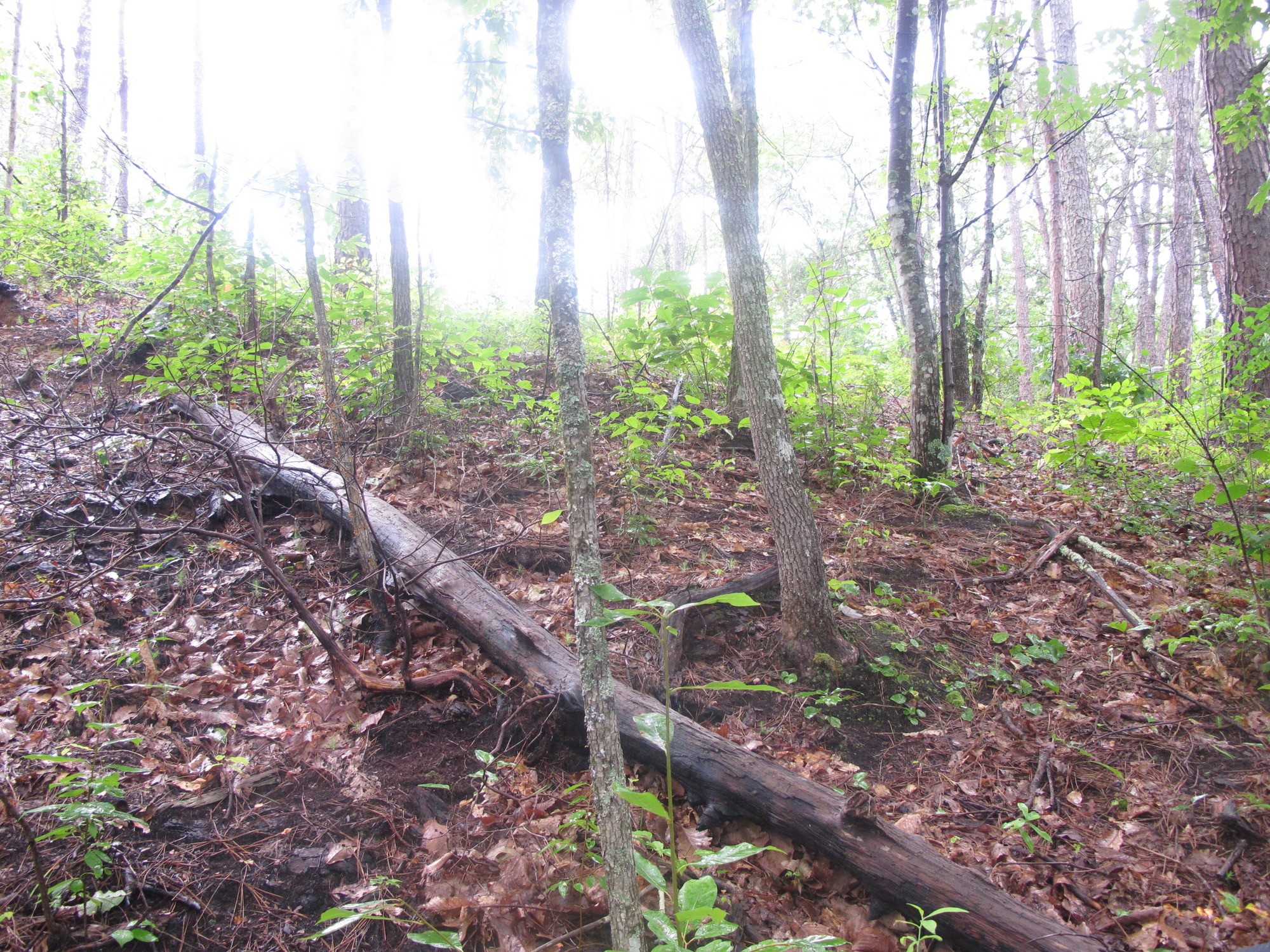 GRSM Accuracy Assessment. Plot Code: GRSM_AA_0416_3