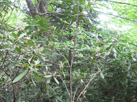 GRSM Accuracy Assessment. Plot Code: GRSM_AA_0834_3